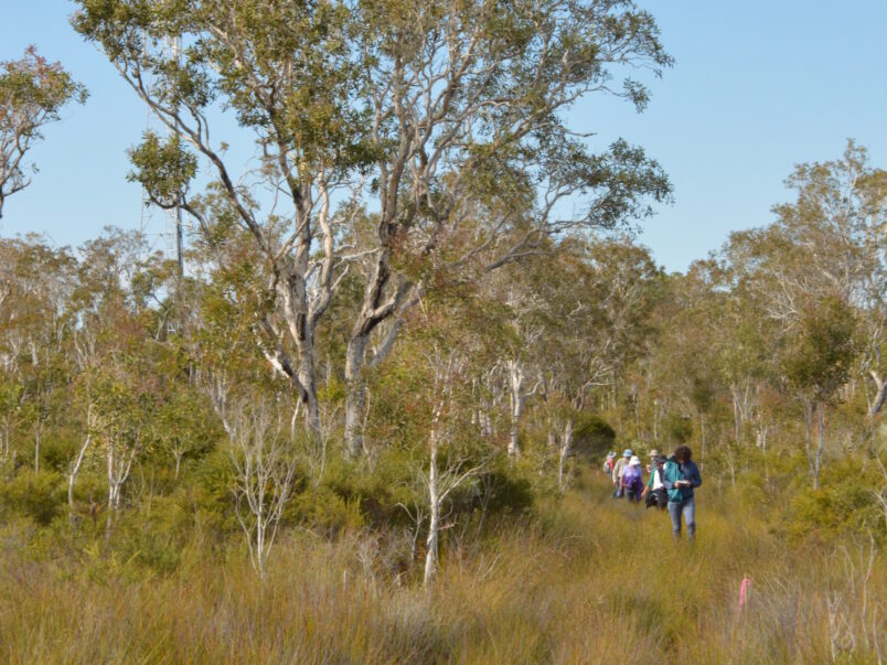 Wallum habitat