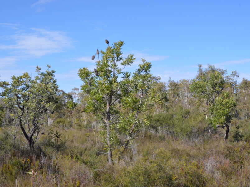 Wallum habitat