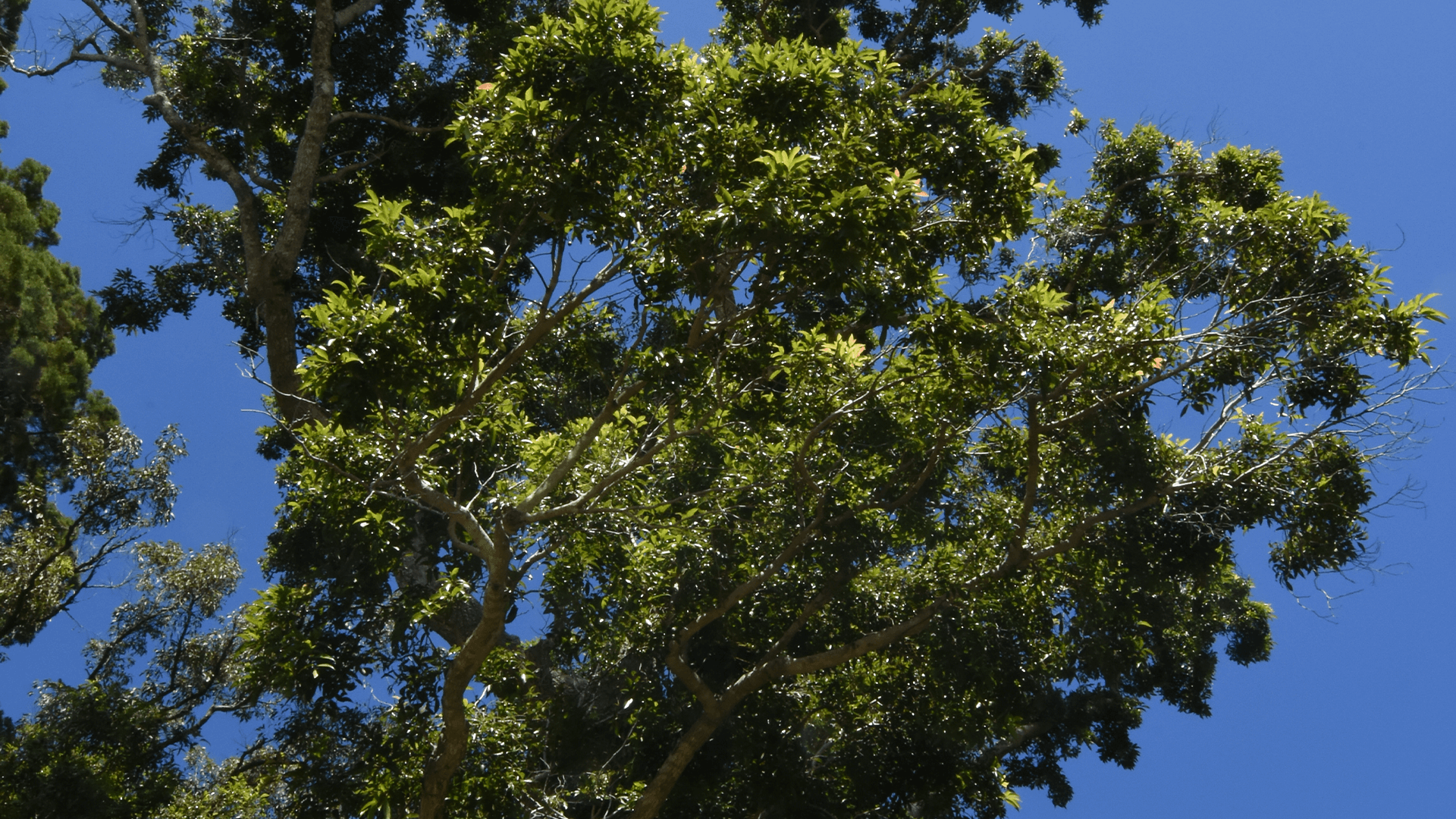 Hard corkwood (Endiandra sieberi)