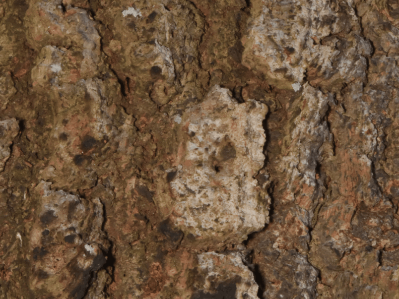 Hard corkwood (Endiandra sieberi)