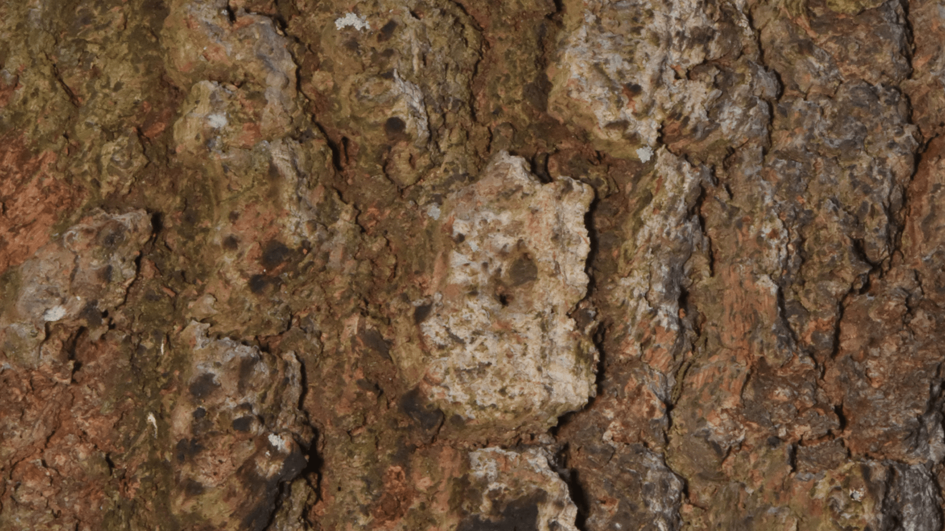 Hard corkwood (Endiandra sieberi)