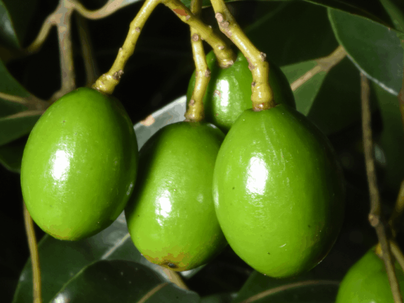 Hard corkwood (Endiandra sieberi)