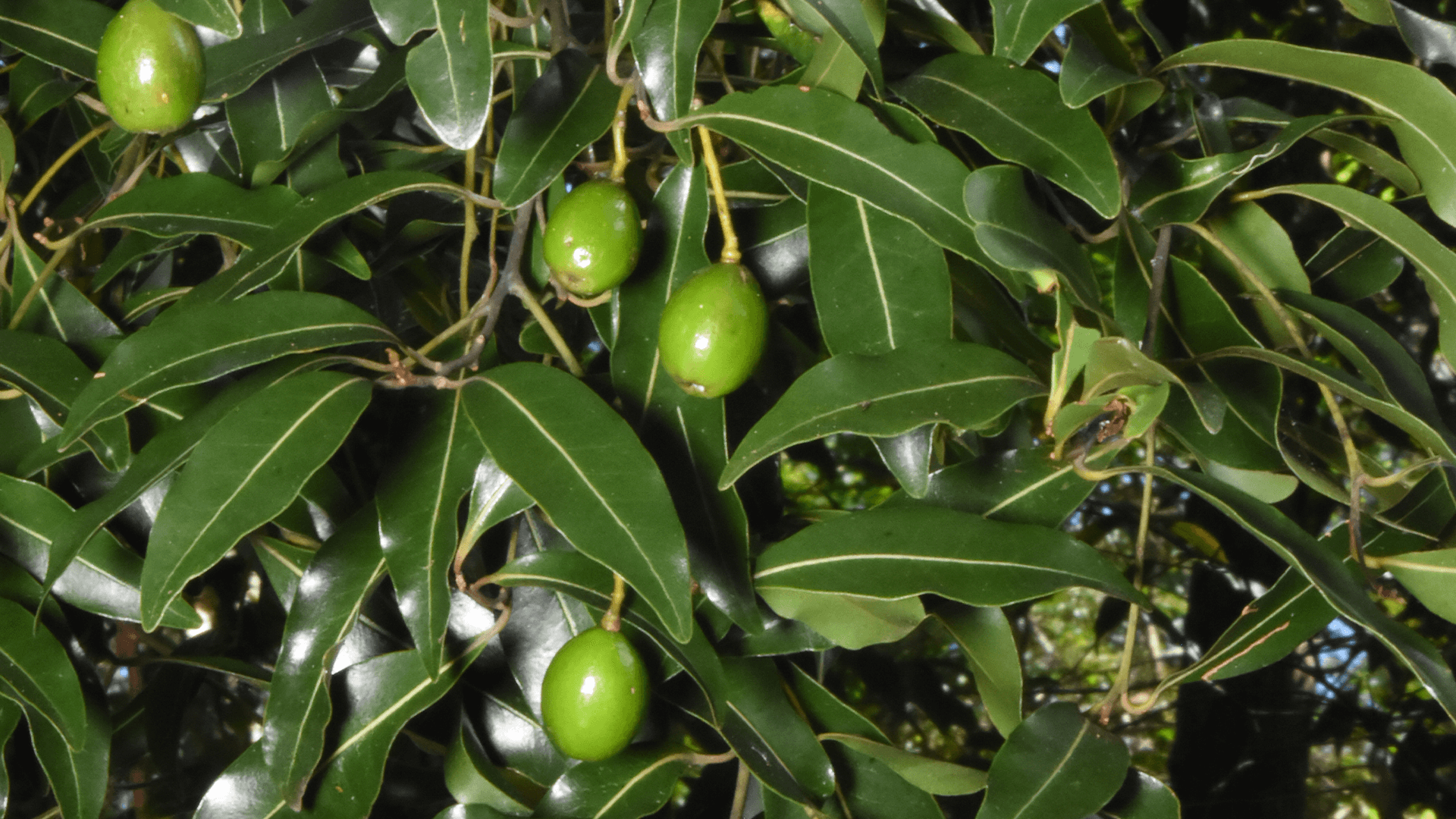 Hard corkwood (Endiandra sieberi)
