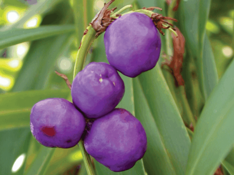 Beach flax lily fruit (Dianella congesta)
