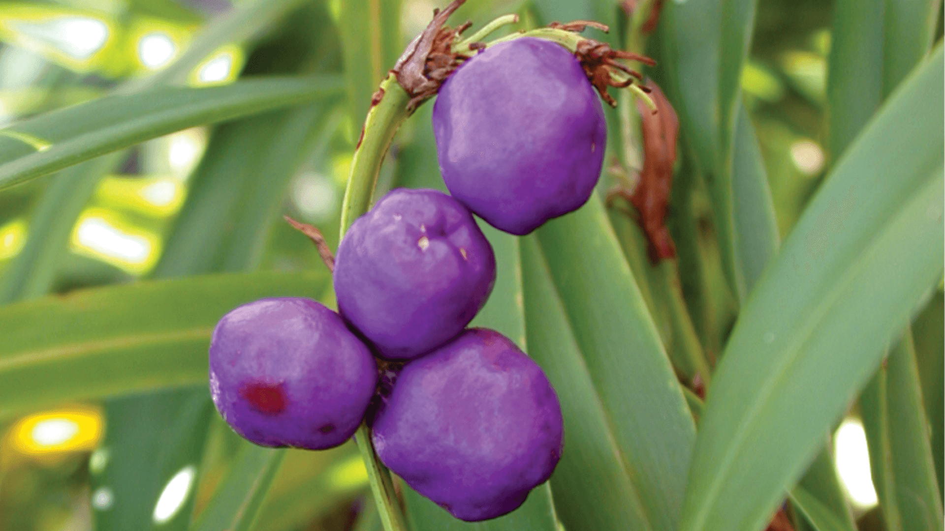 Beach flax lily fruit (Dianella congesta)