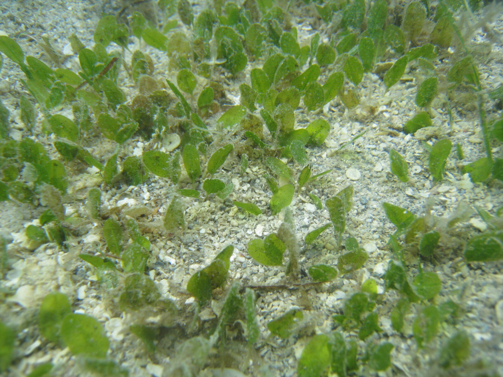Dugong Grass (Halophila ovalis)