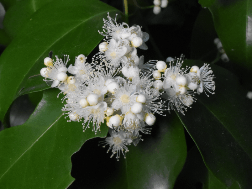 Giant Water Gum (Syzygium francisii)