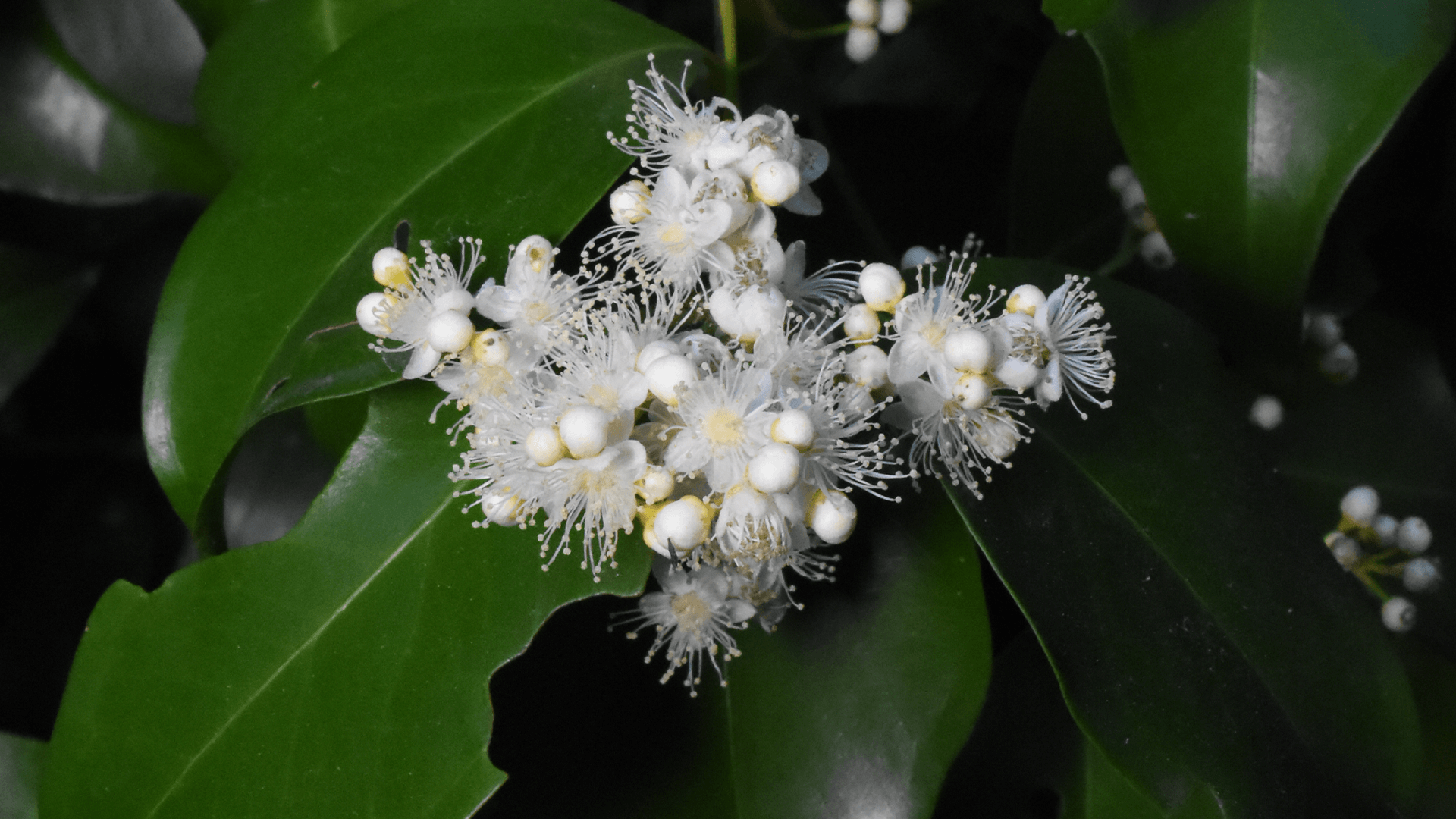 Giant Water Gum (Syzygium francisii)