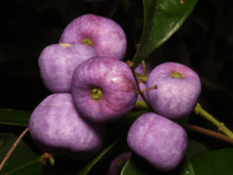 Giant Water Gum (Syzygium francisii)