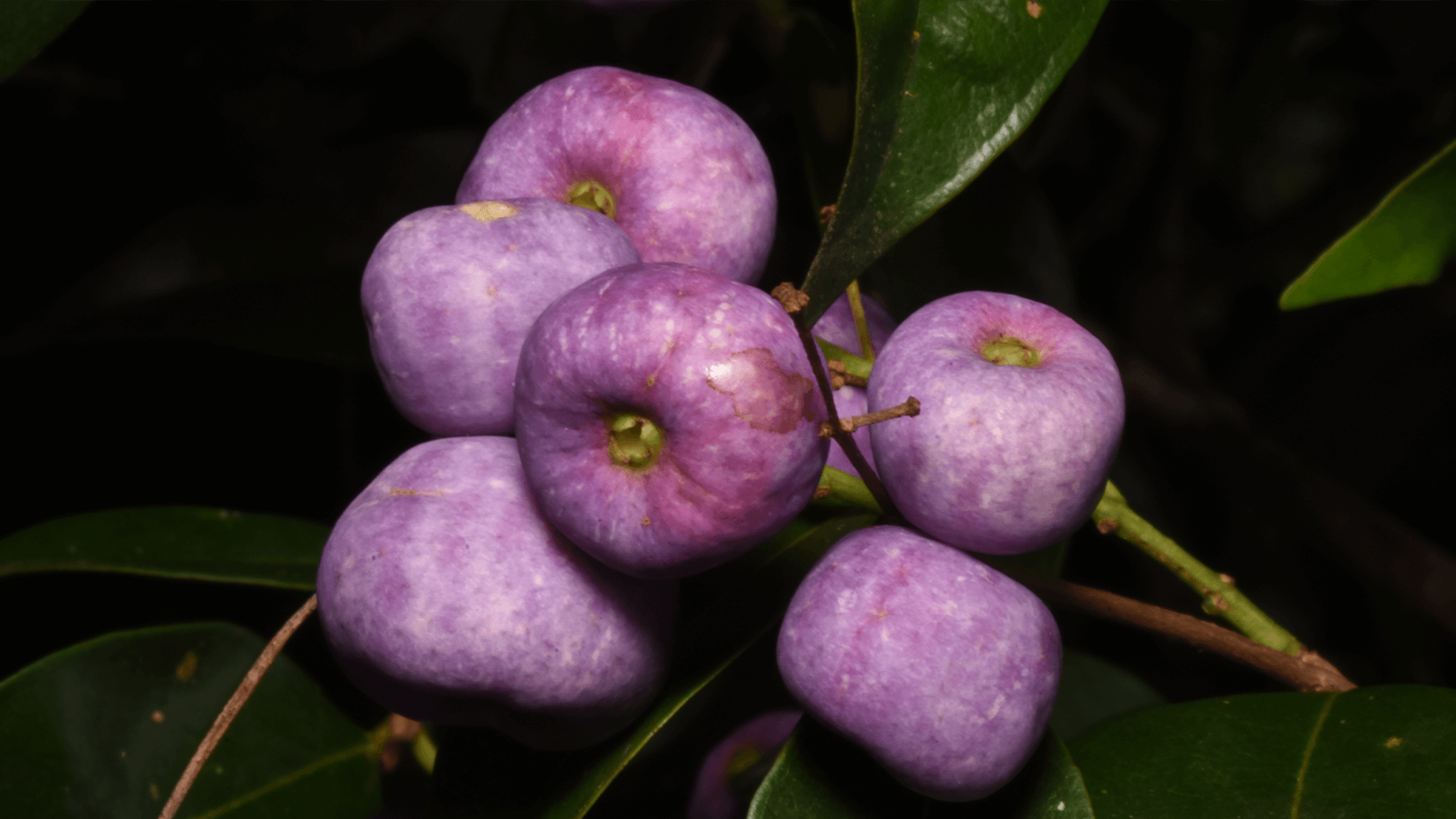 Giant Water Gum (Syzygium francisii)