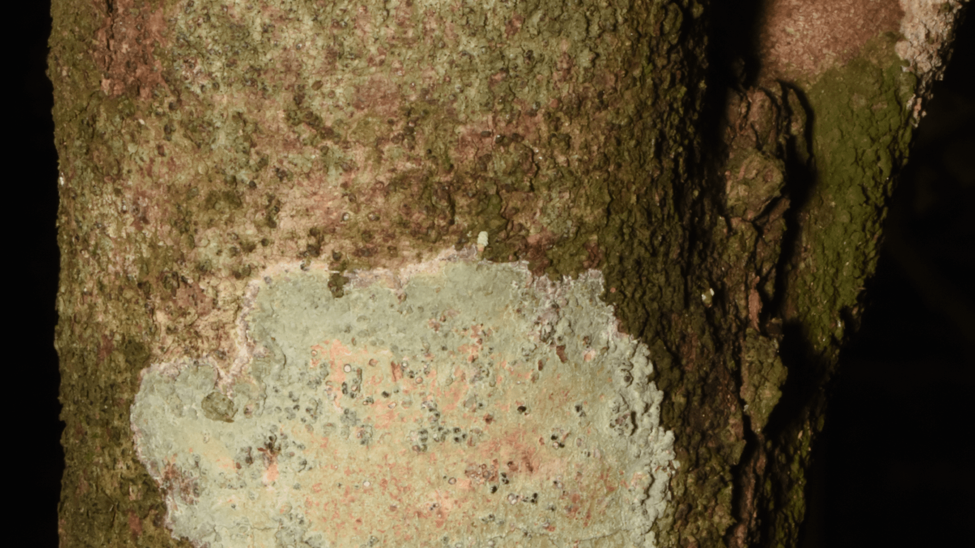 Giant Water Gum (Syzygium francisii)