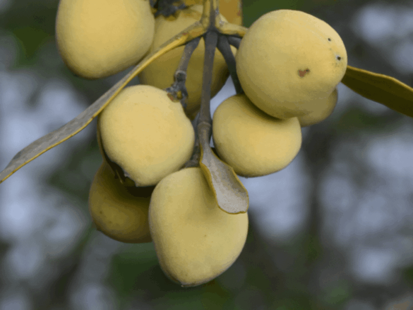 Grey Mangrove (Avicennia marina)