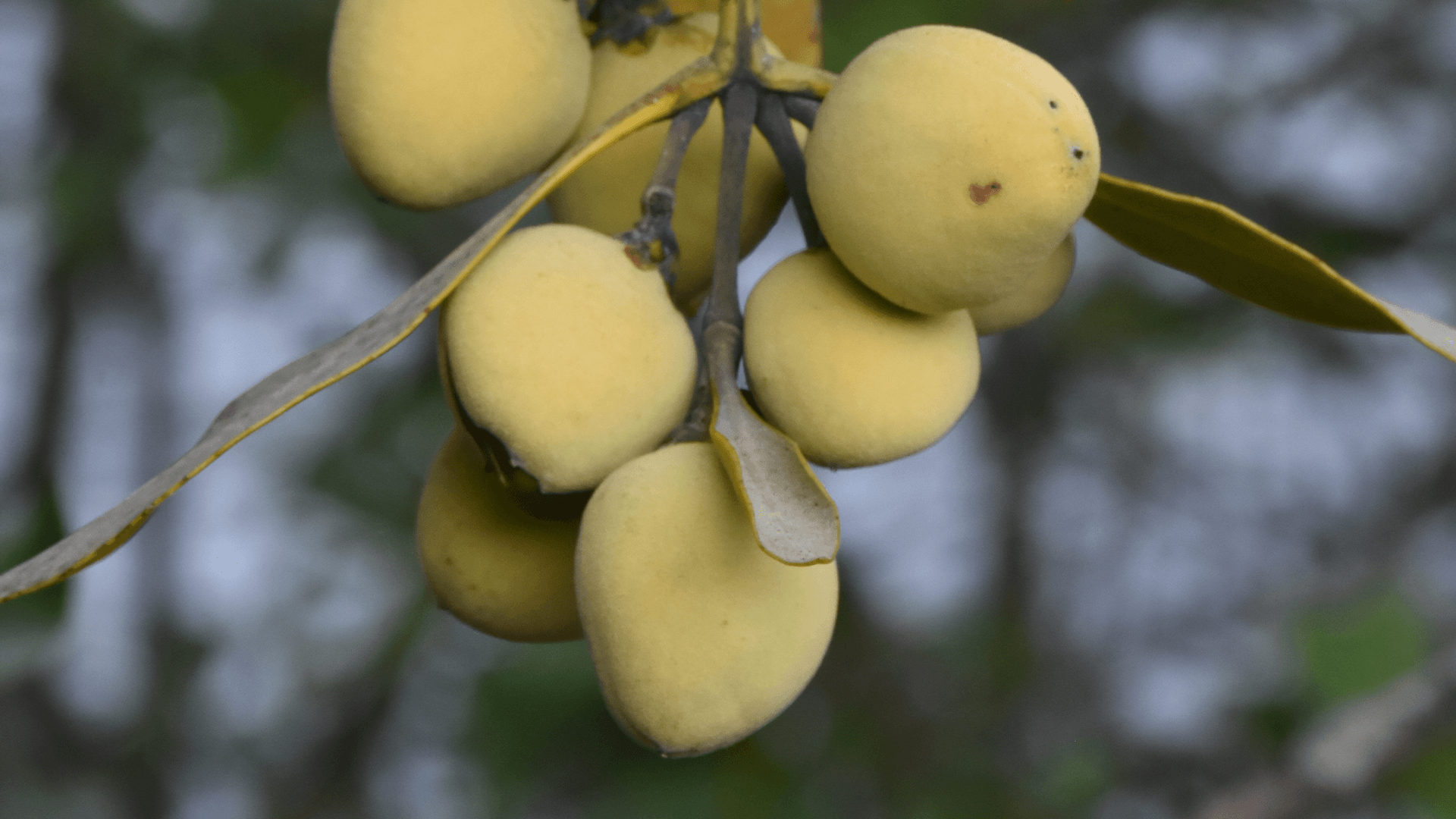 Grey Mangrove (Avicennia marina)