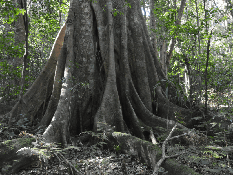 Moreton Bay Fig Tree