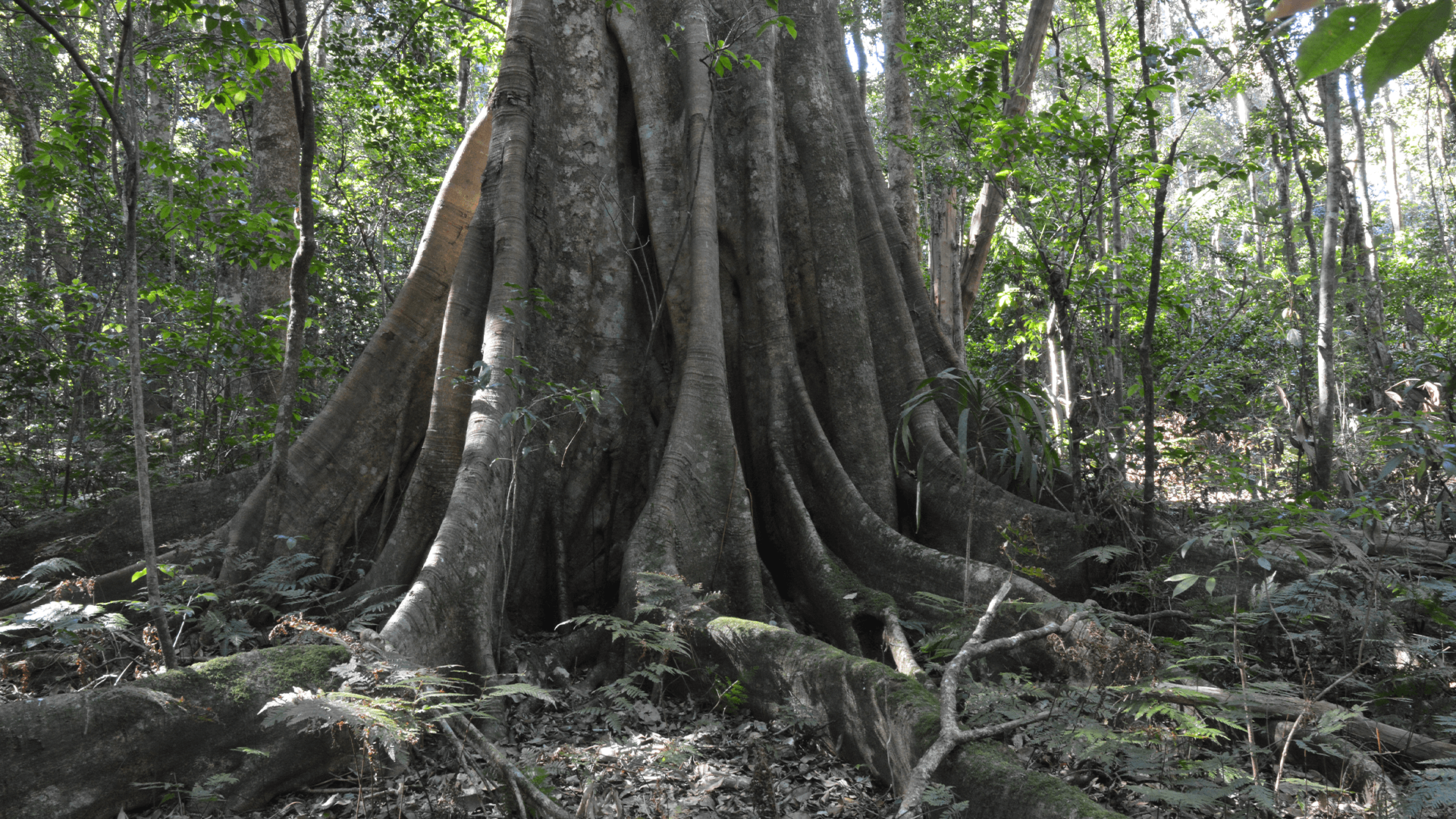 Moreton Bay Fig Tree