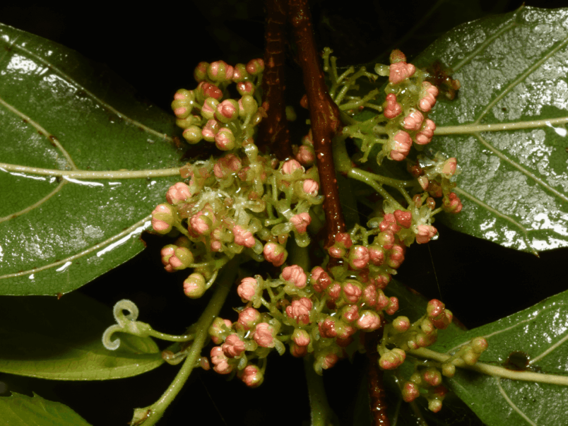 Native Elm (Aphananthe philippinensis)