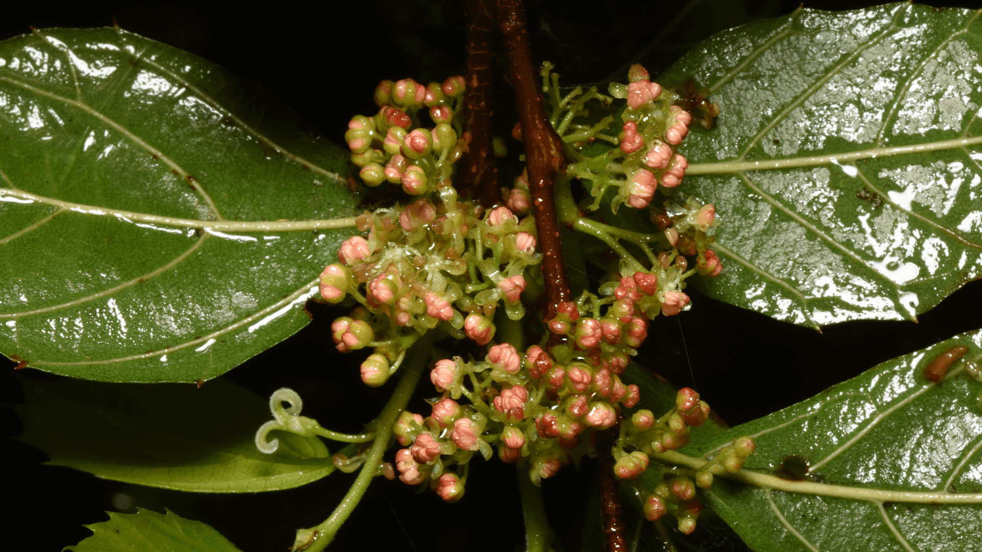 Native Elm (Aphananthe philippinensis)