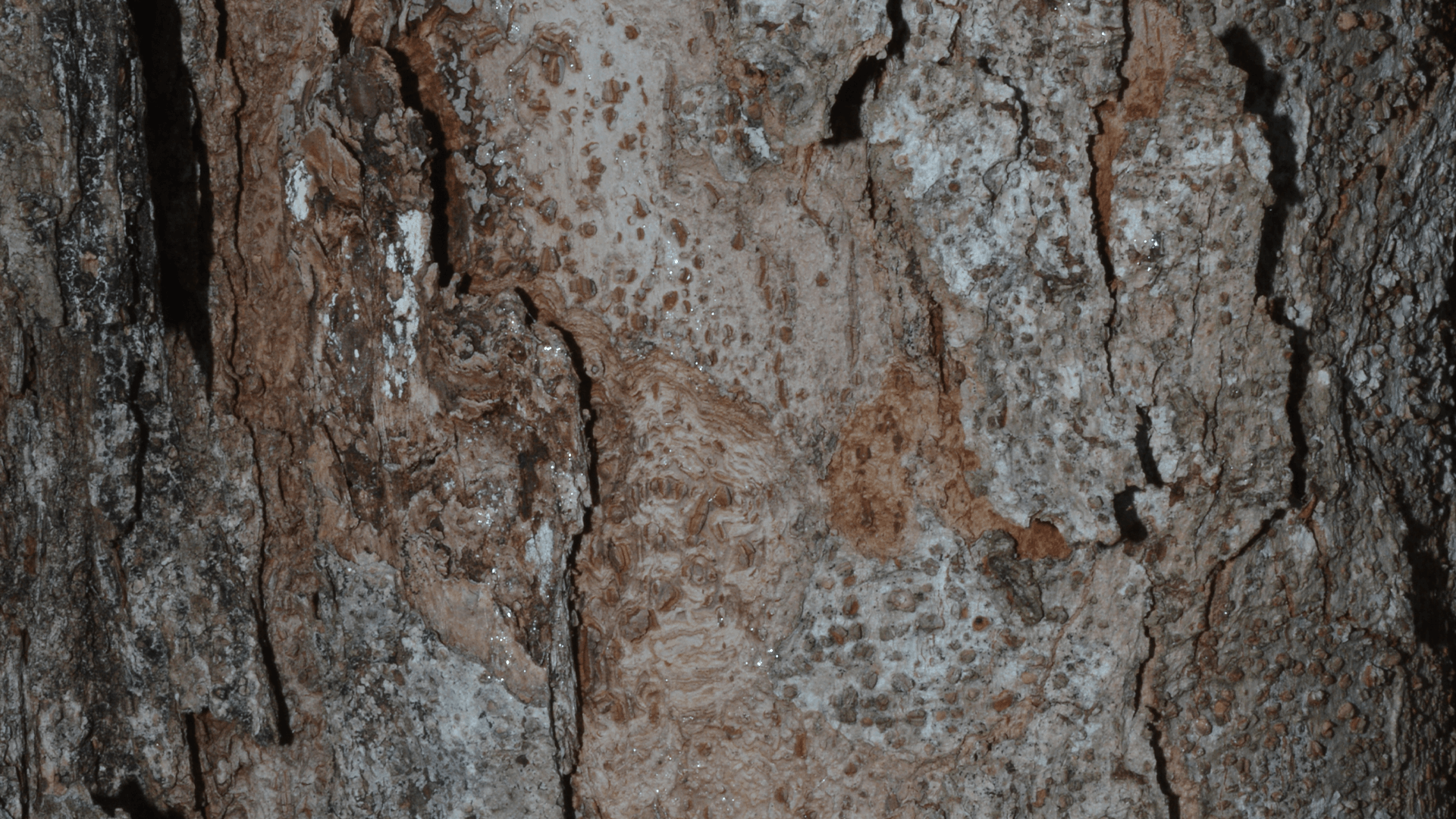 Native Elm (Aphananthe philippinensis)