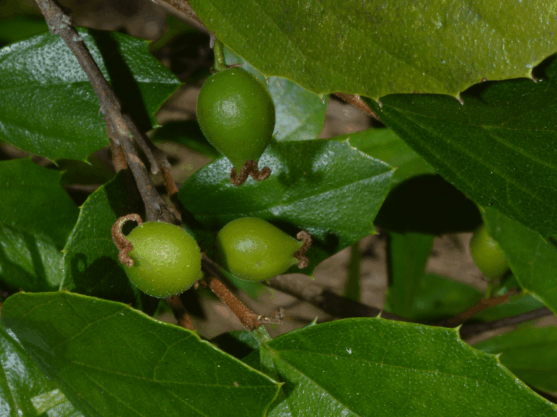 Native Elm (Aphananthe philippinensis)