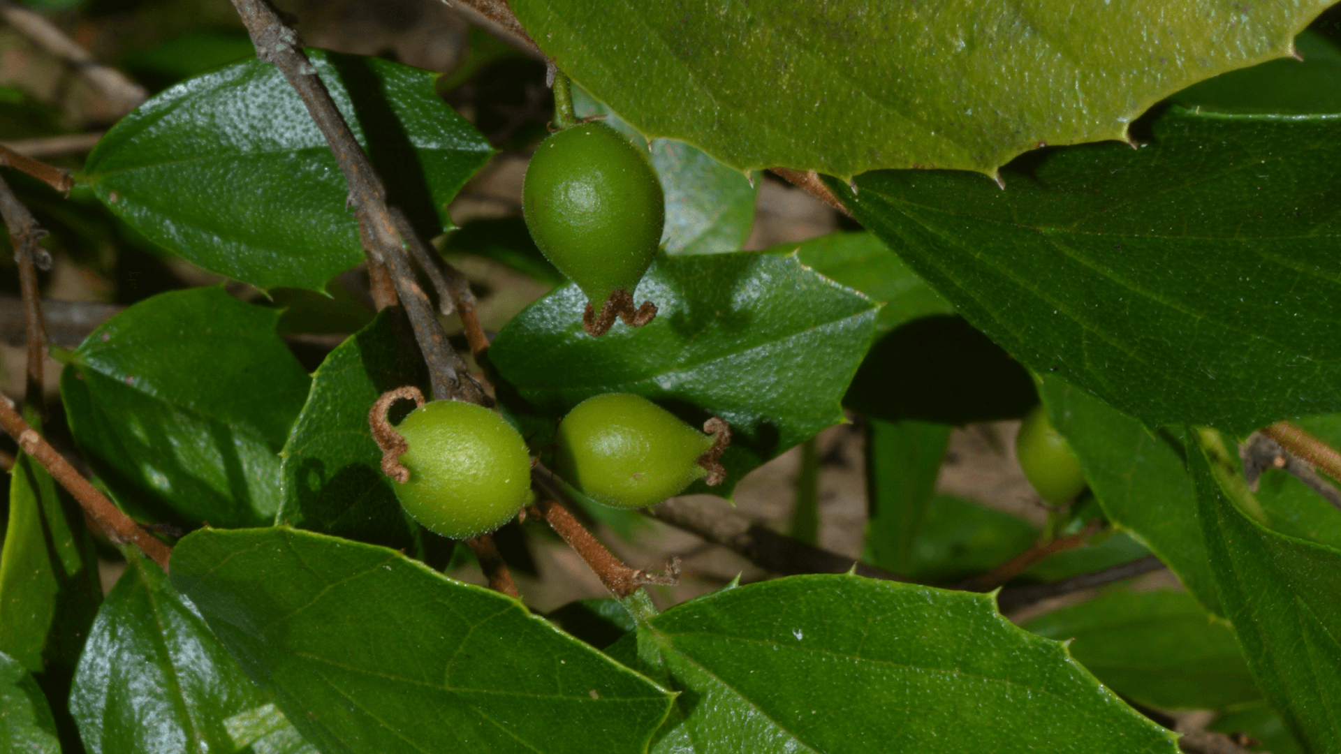 Native Elm (Aphananthe philippinensis)