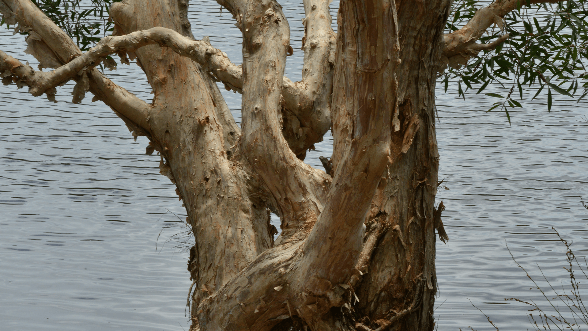 Paper bark tea tree (Melaleuca quinquenervia)