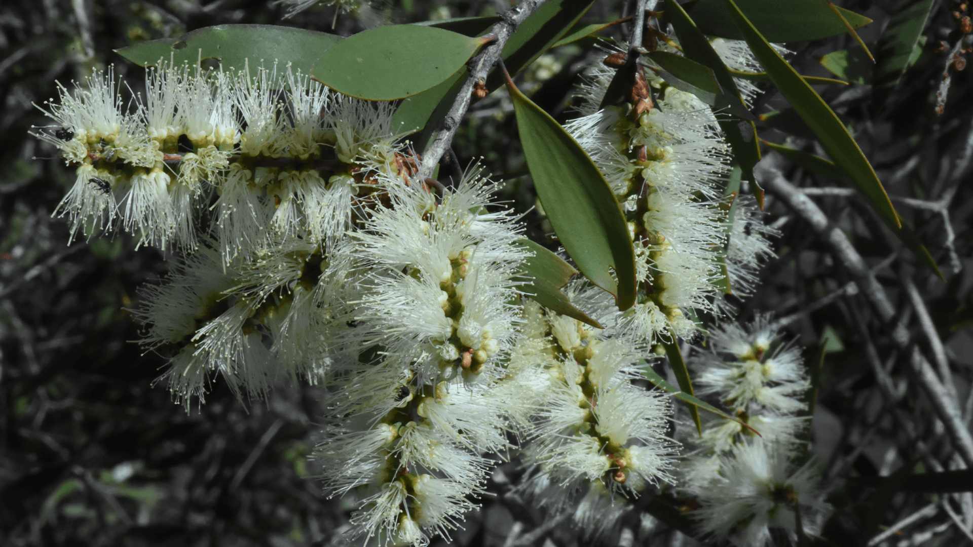 Paper bark tea tree (Melaleuca quinquenervia)