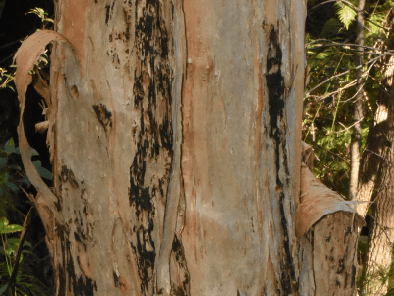 Paper bark tea tree (Melaleuca quinquenervia)