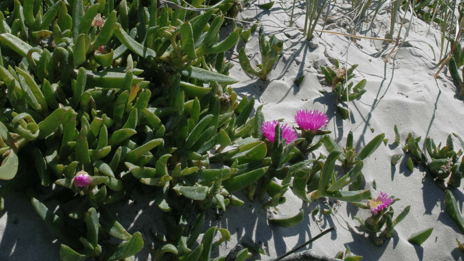 Pig Face (Carpobrotus)