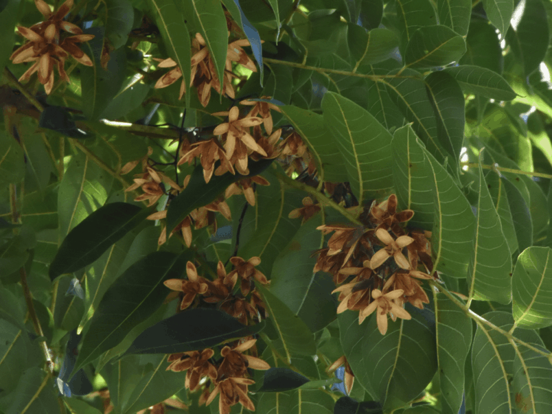 Red Cedar fruit (Toona ciliata)