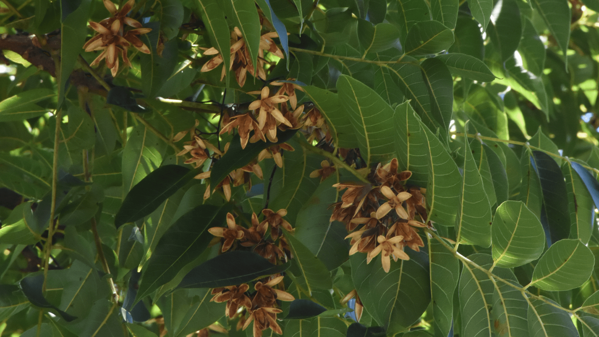 Red Cedar fruit (Toona ciliata)