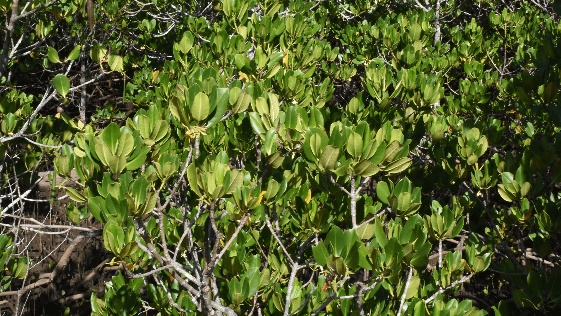 Red Mangrove