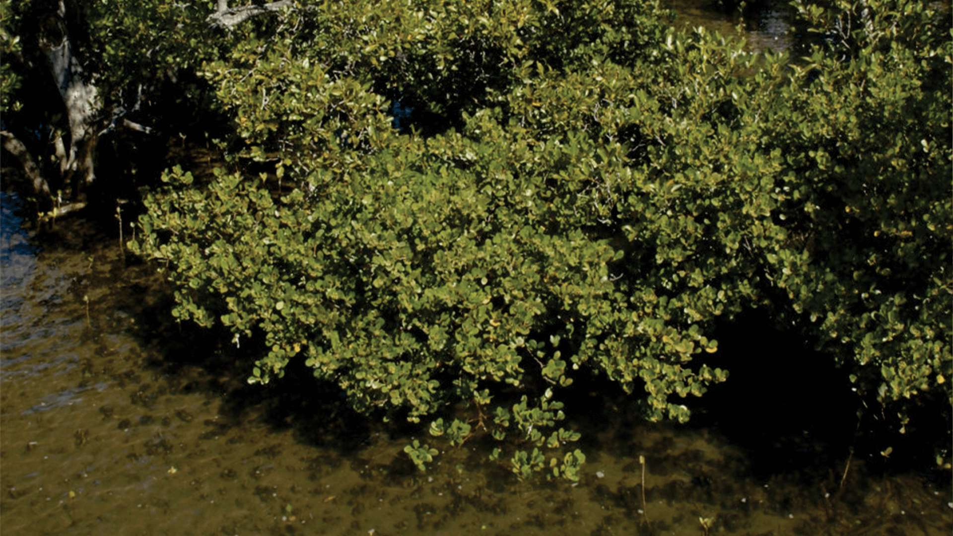 River Mangrove (Aegiceras corniculatum)