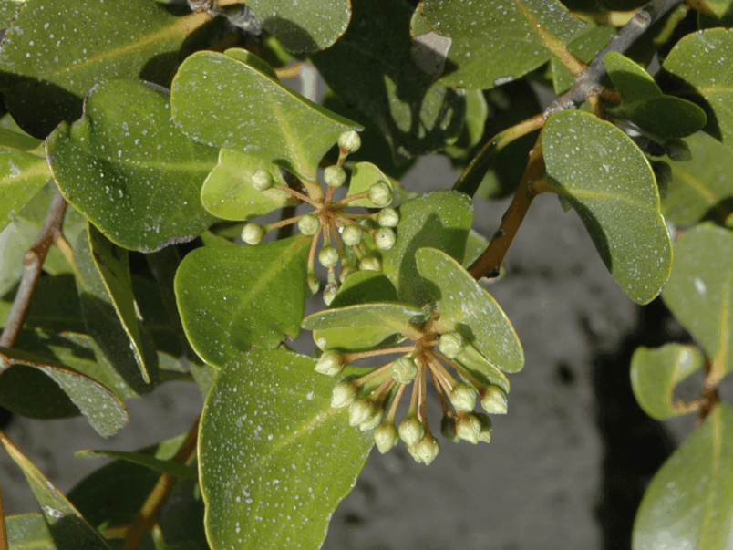 River Mangrove (Aegiceras corniculatum)