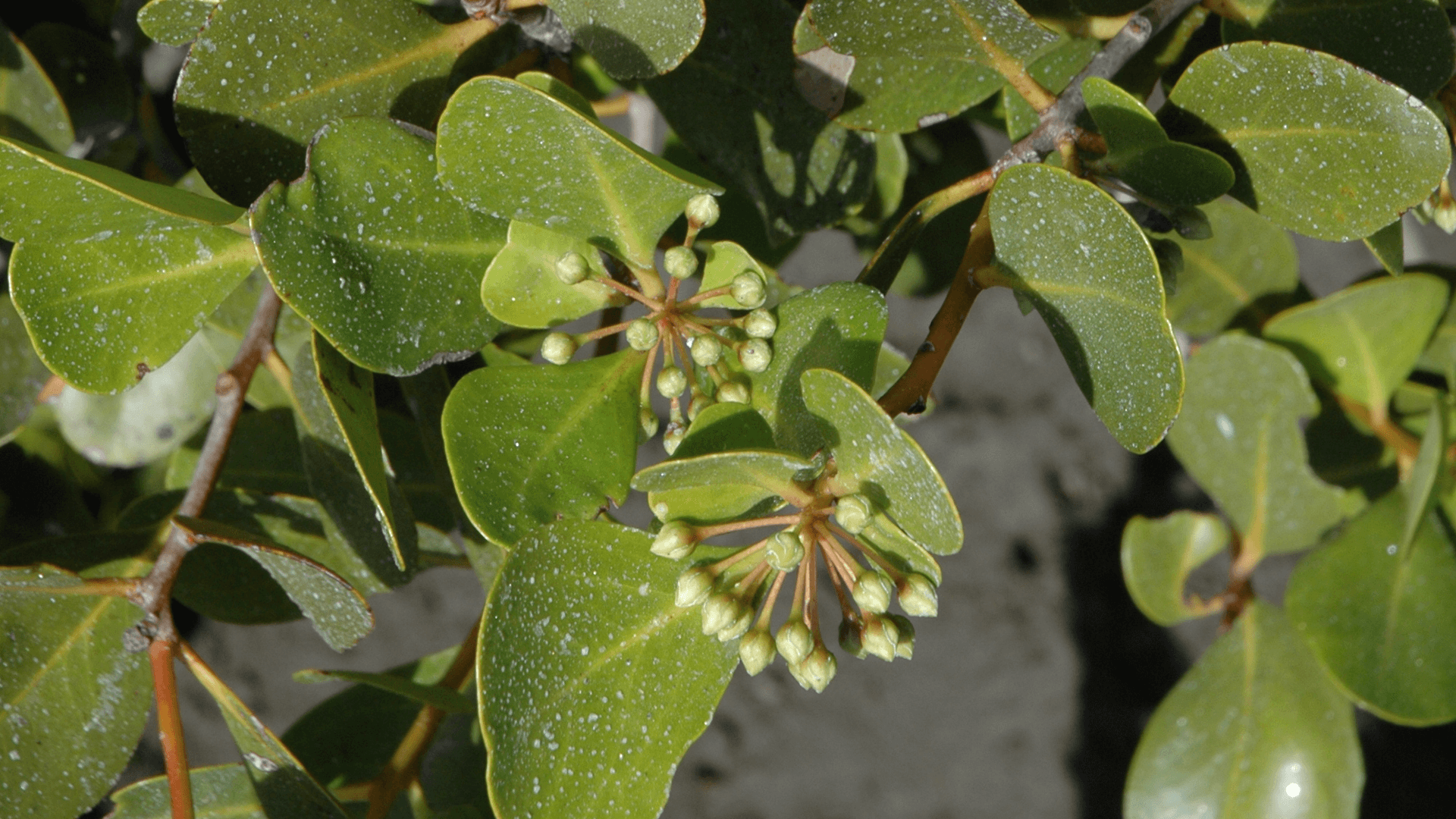River Mangrove (Aegiceras corniculatum)