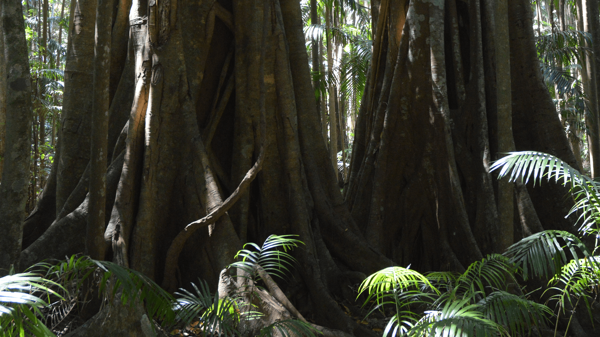 Strangler Fig (Ficus watkinsiana)