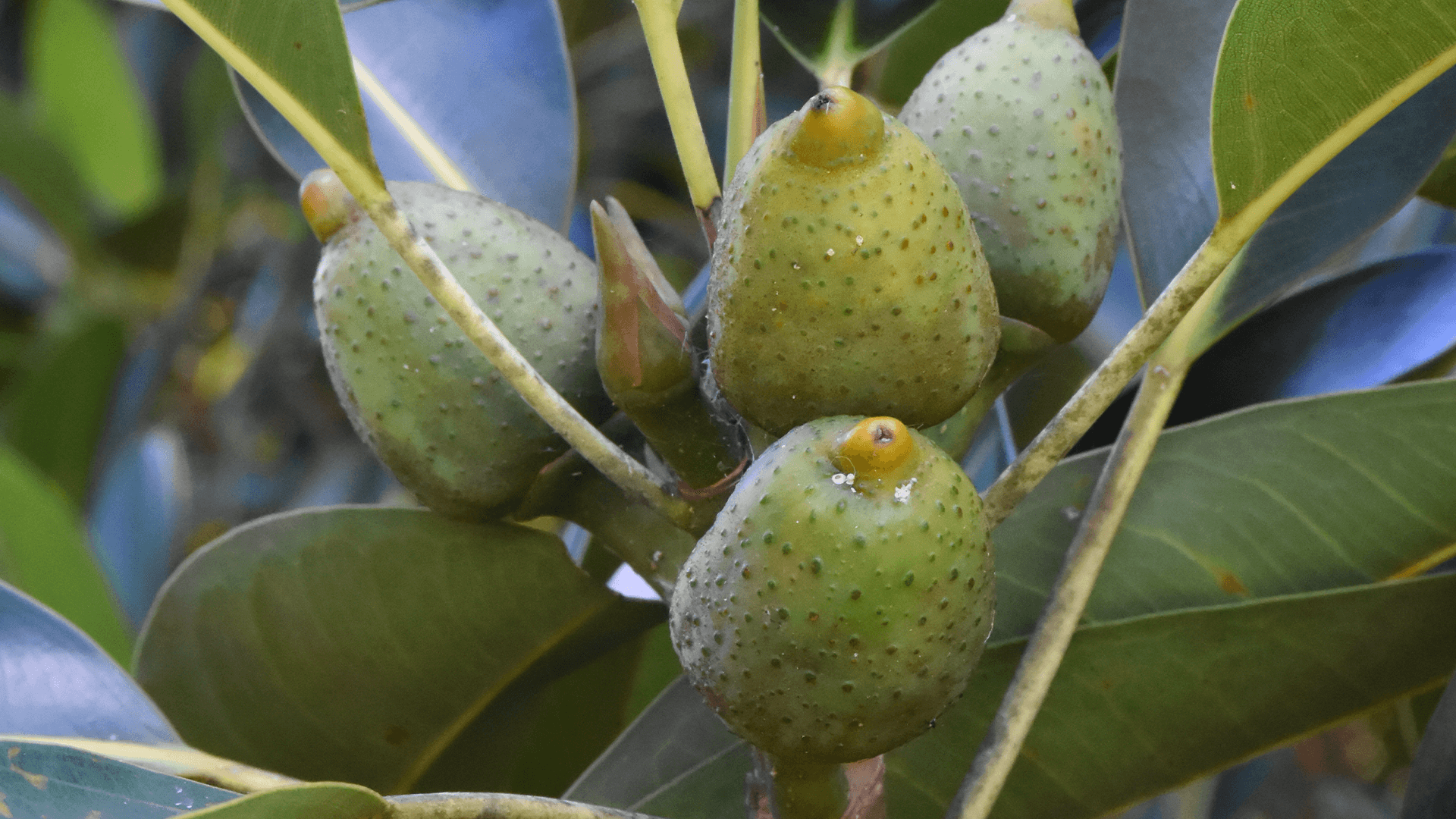 Strangler Fig (Ficus watkinsiana)