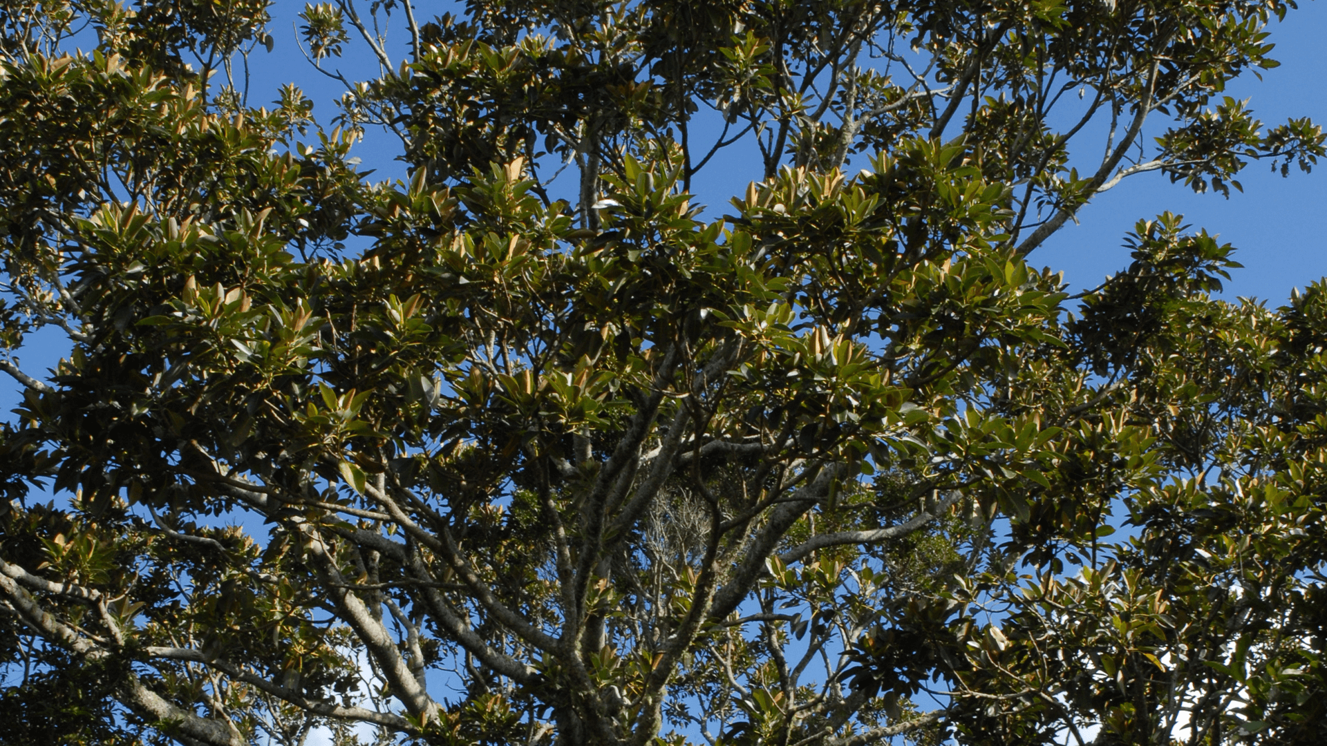 Strangler Fig (Ficus watkinsiana)