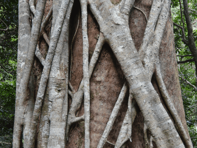 Strangler Fig (Ficus watkinsiana)
