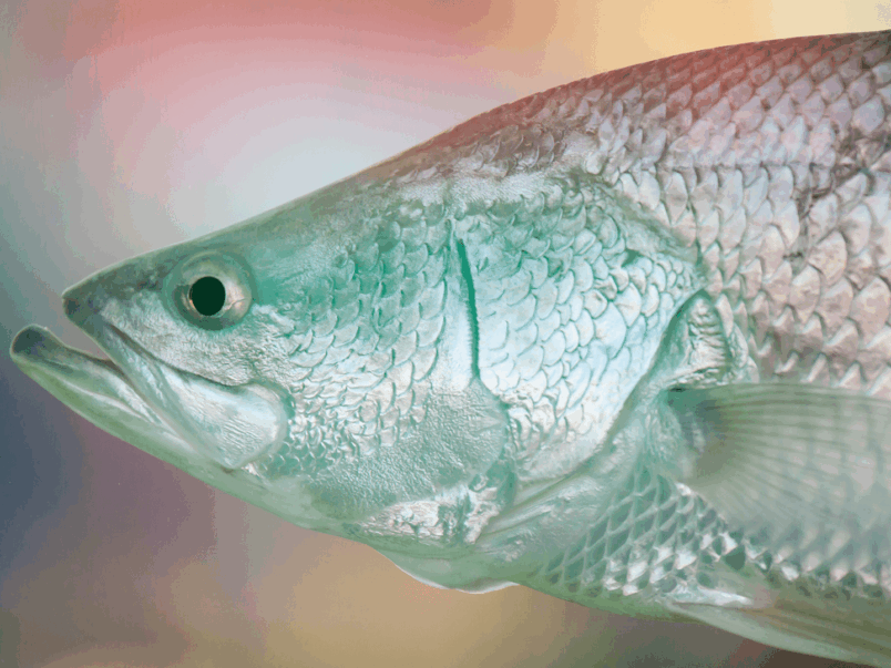 Barramundi Fish