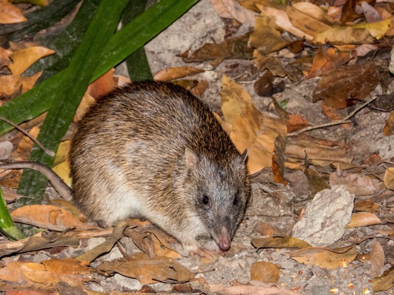 Northern Brown Bandicoot (Isondon macrourus)