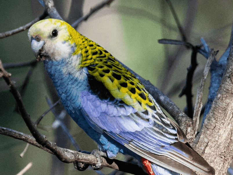 Pale Headed Rosella