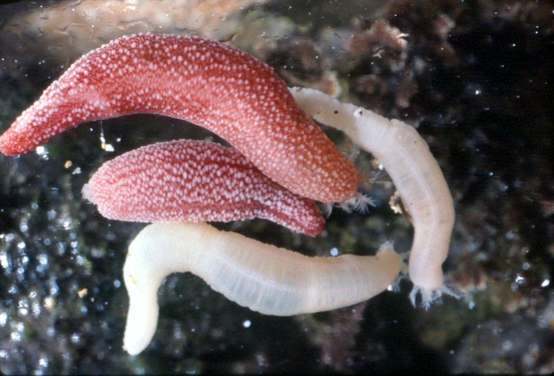 Snot Sea Cucumber Leptosynapta dolabrifera