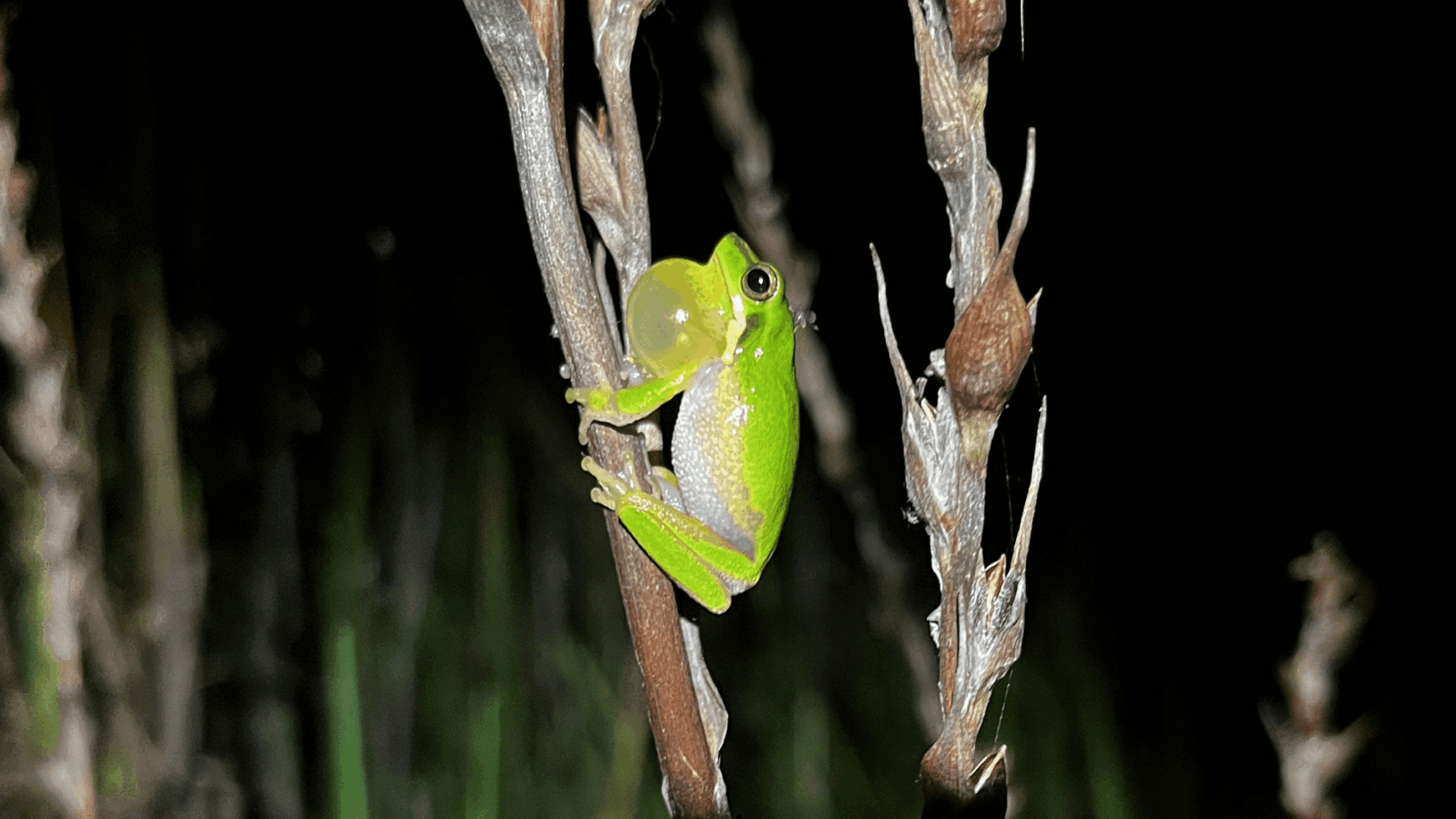 (Litoria Olongburensis)