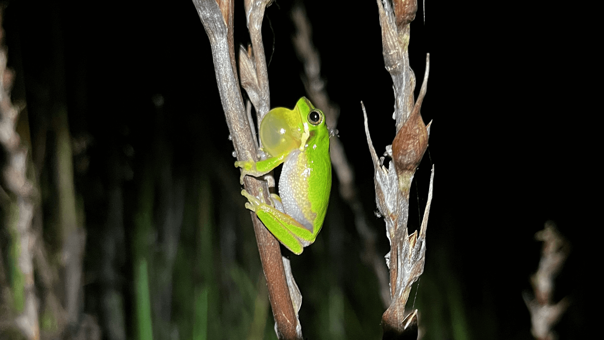 (Litoria Olongburensis)