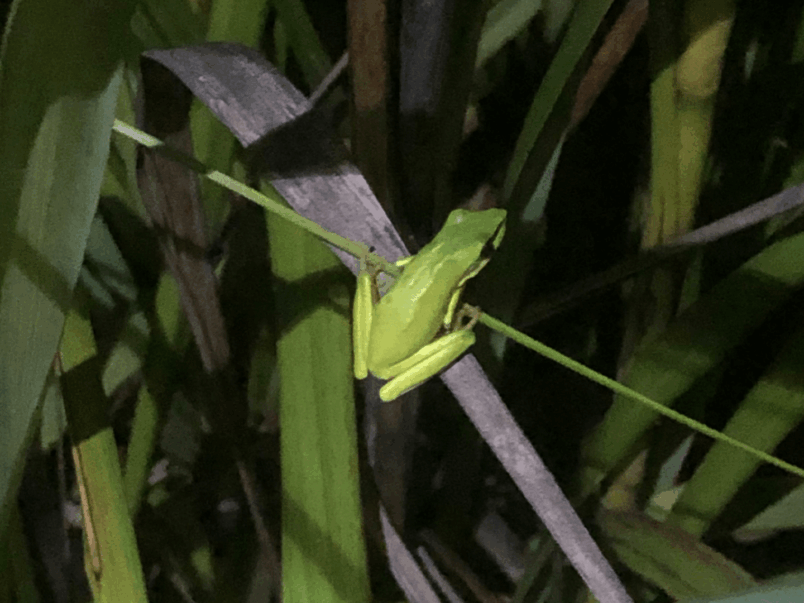 Wallum Sedgefrog (Litoria Olongburensis)