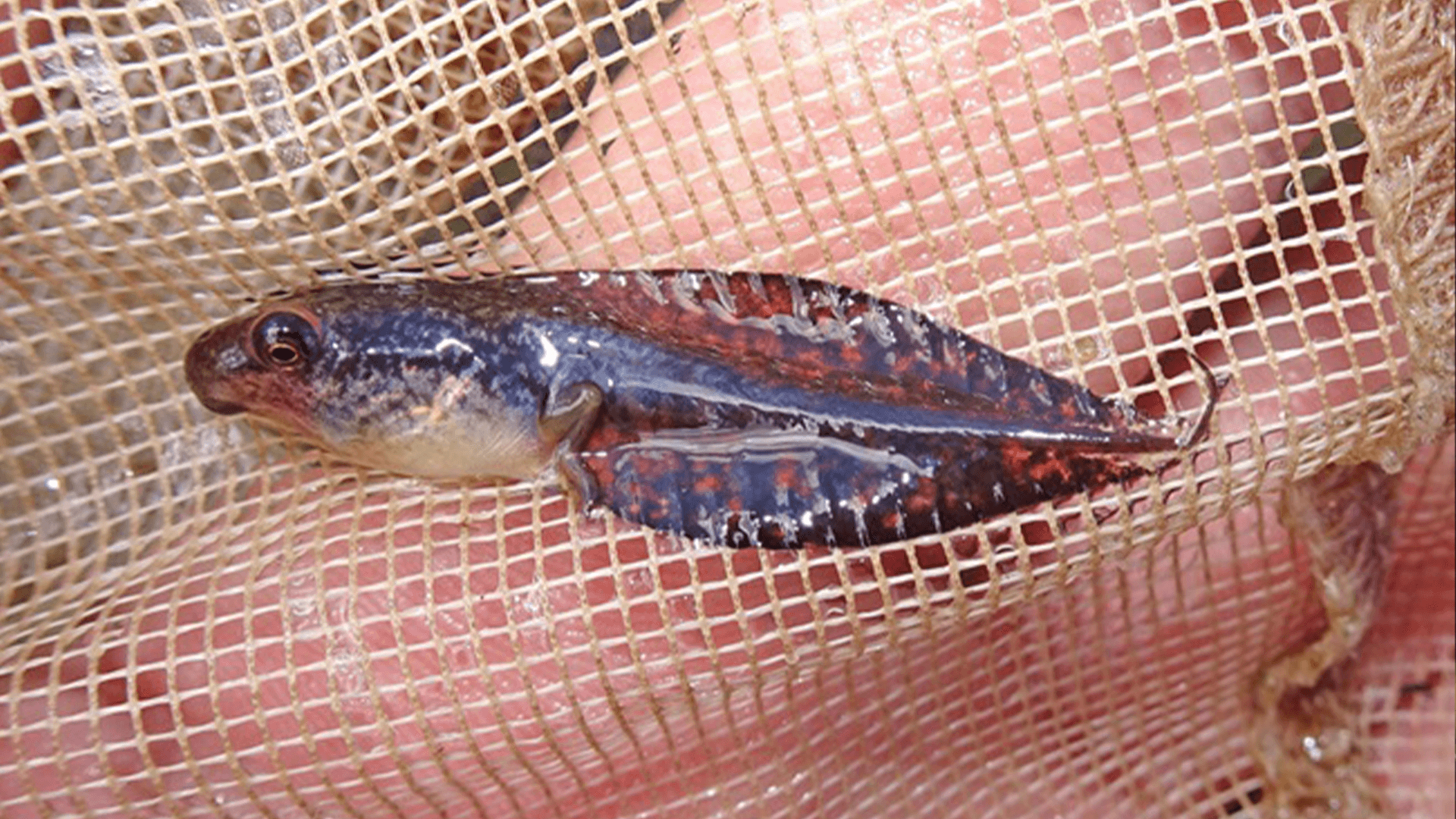 Wallum Sedgefrog Tadpole(Litoria Olongburensis)