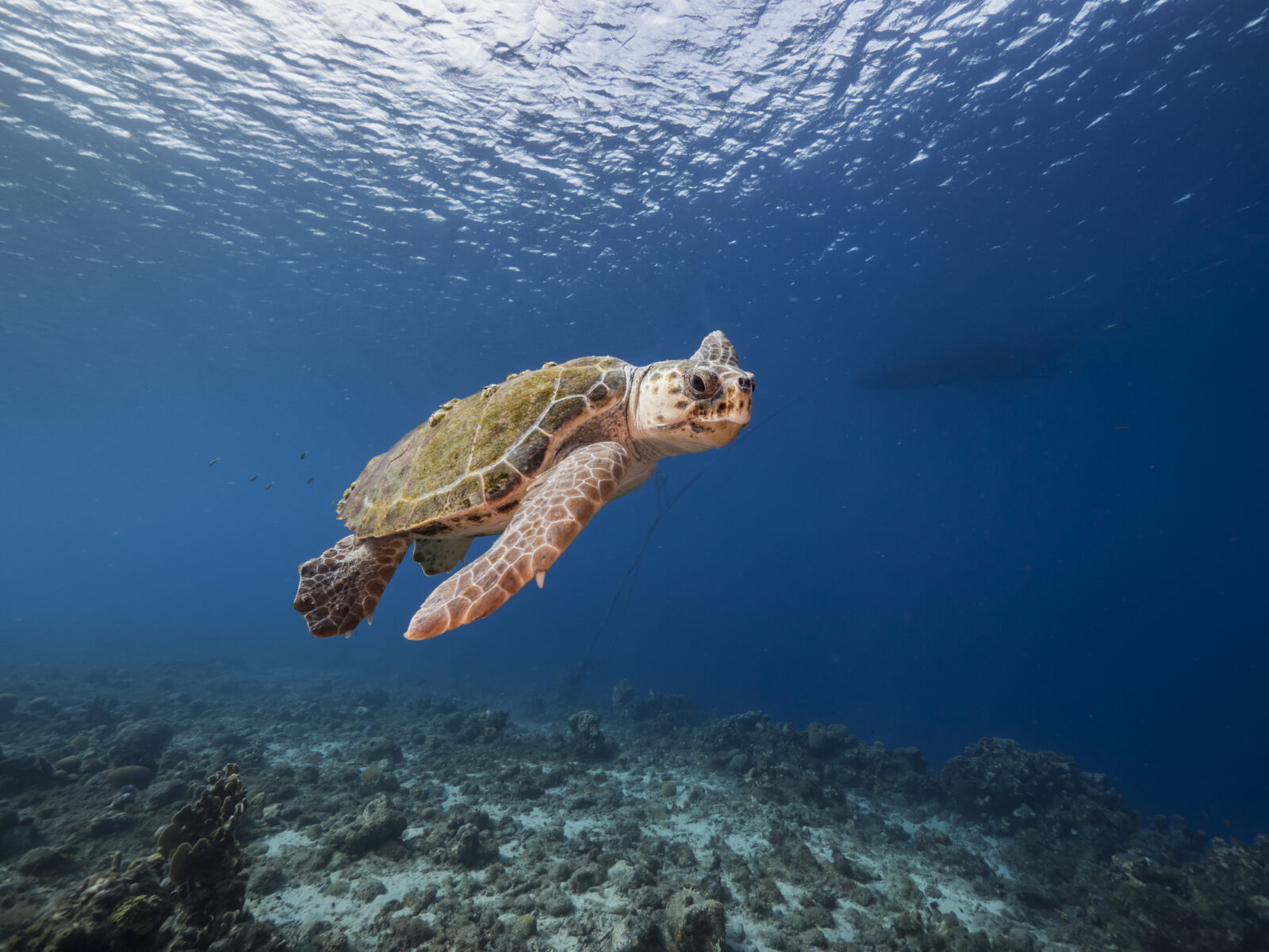 Loggerhead Sea Turtle