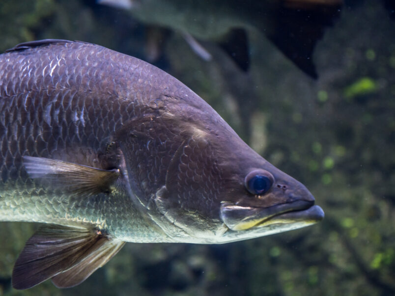 Barramundi