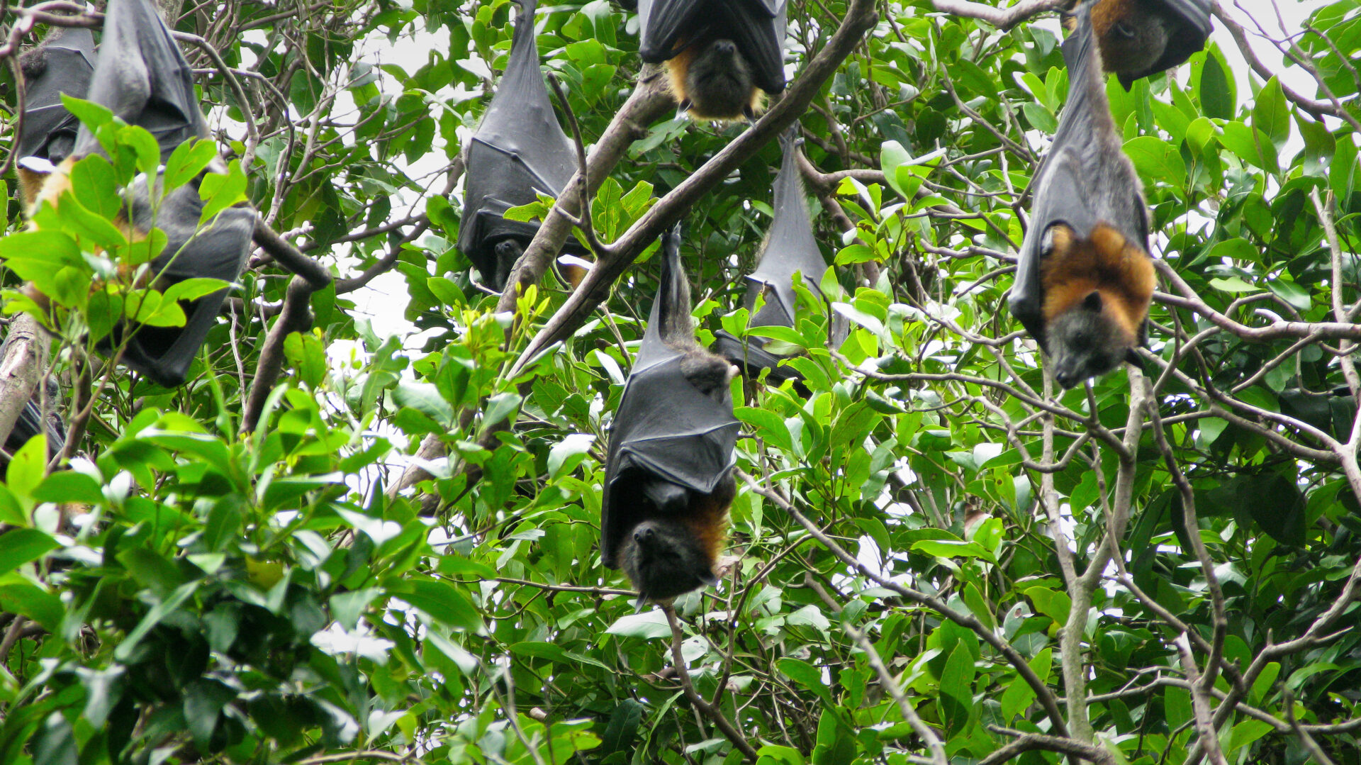 Grey Headed Flying Fox hanging in trees