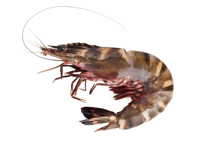Brown Tiger Prawn